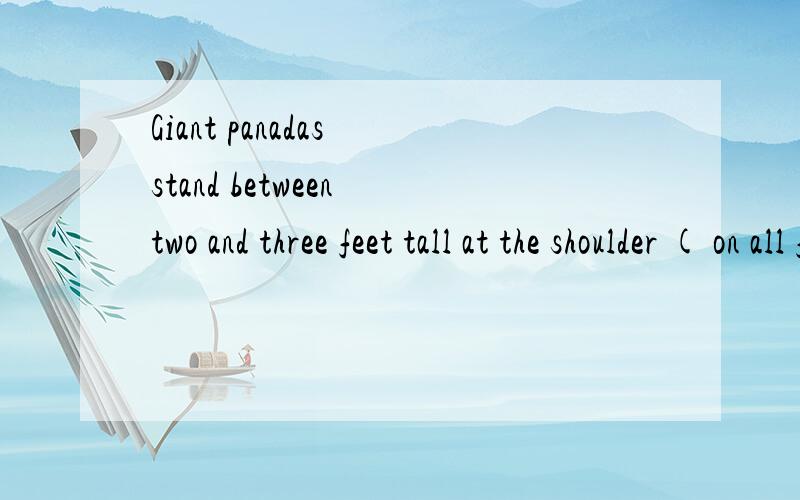 Giant panadas stand between two and three feet tall at the shoulder ( on all four legs ),and are usually four to six feet long.